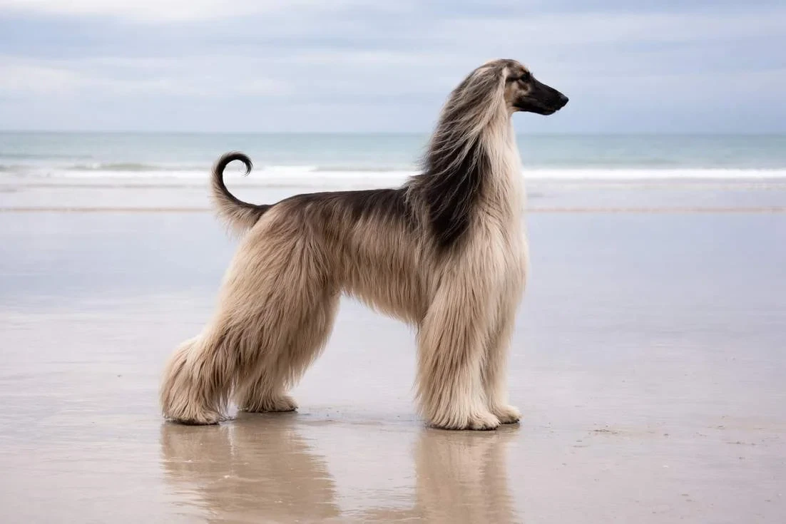 Afghan Hound Gliding Along The Noosa Heads Promenade