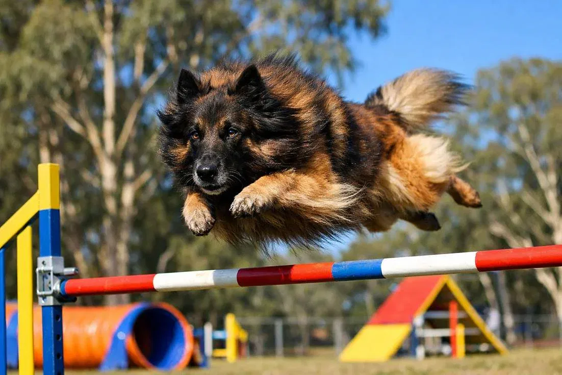 Belgian Tervuren Mid Leap Over Agility Jump