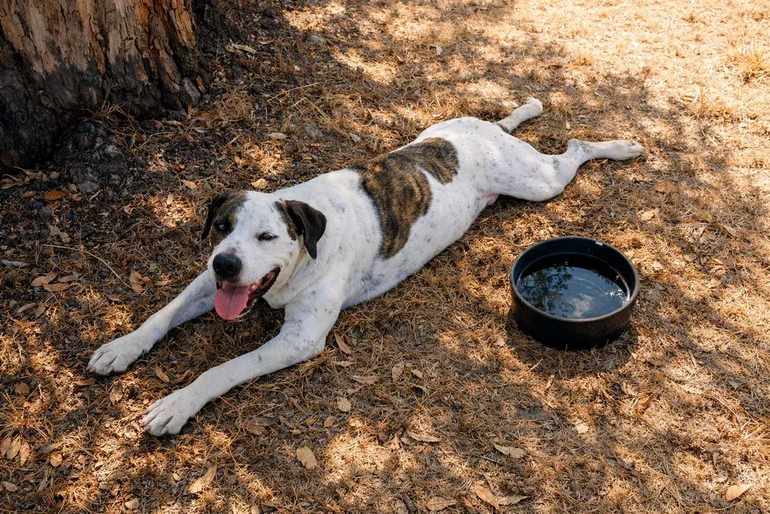 Bull Arab Resting In Shade Of Gum Tree With Water Bowl