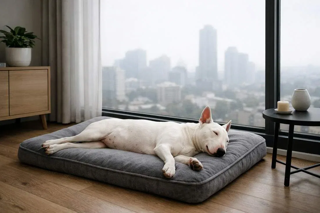 Bull Terrier Relaxing In A Modern Apartment