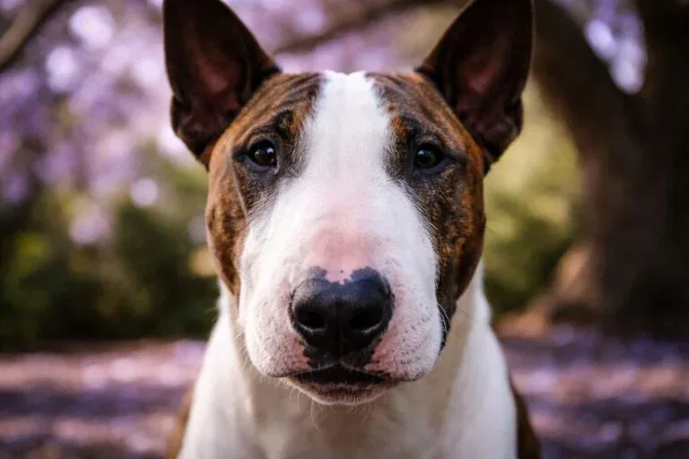 Bull Terriers Distinctive Egg Shaped Face