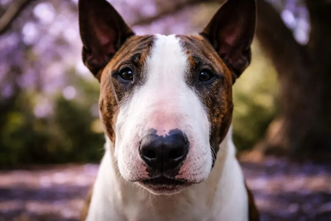Bull Terriers Distinctive Egg Shaped Face