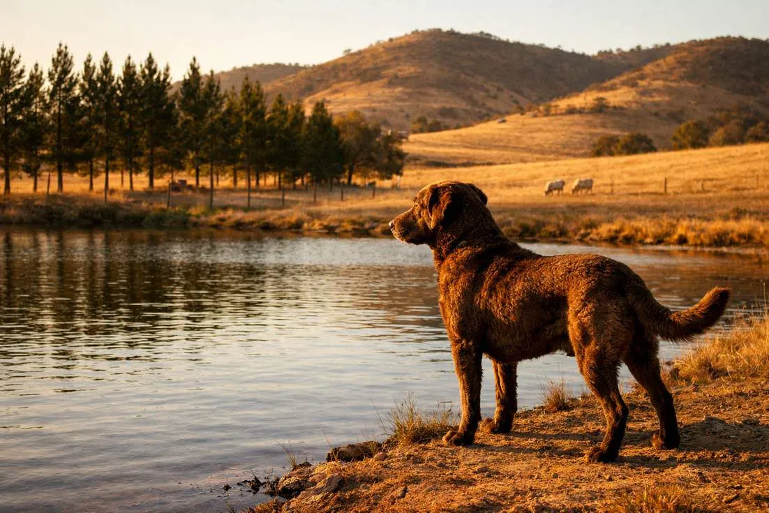 Chesapeake Bay Retriever Overlooking A Farm Dam