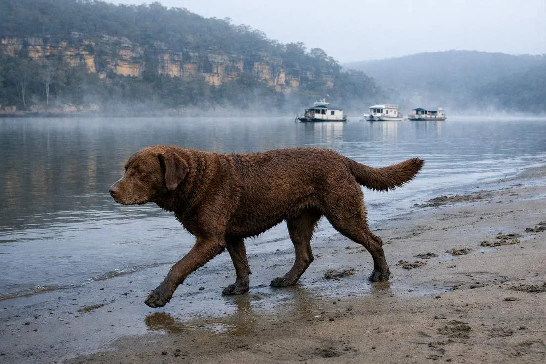 Chesapeake Bay Retriever Walking Along The Hawkesbury River Bank