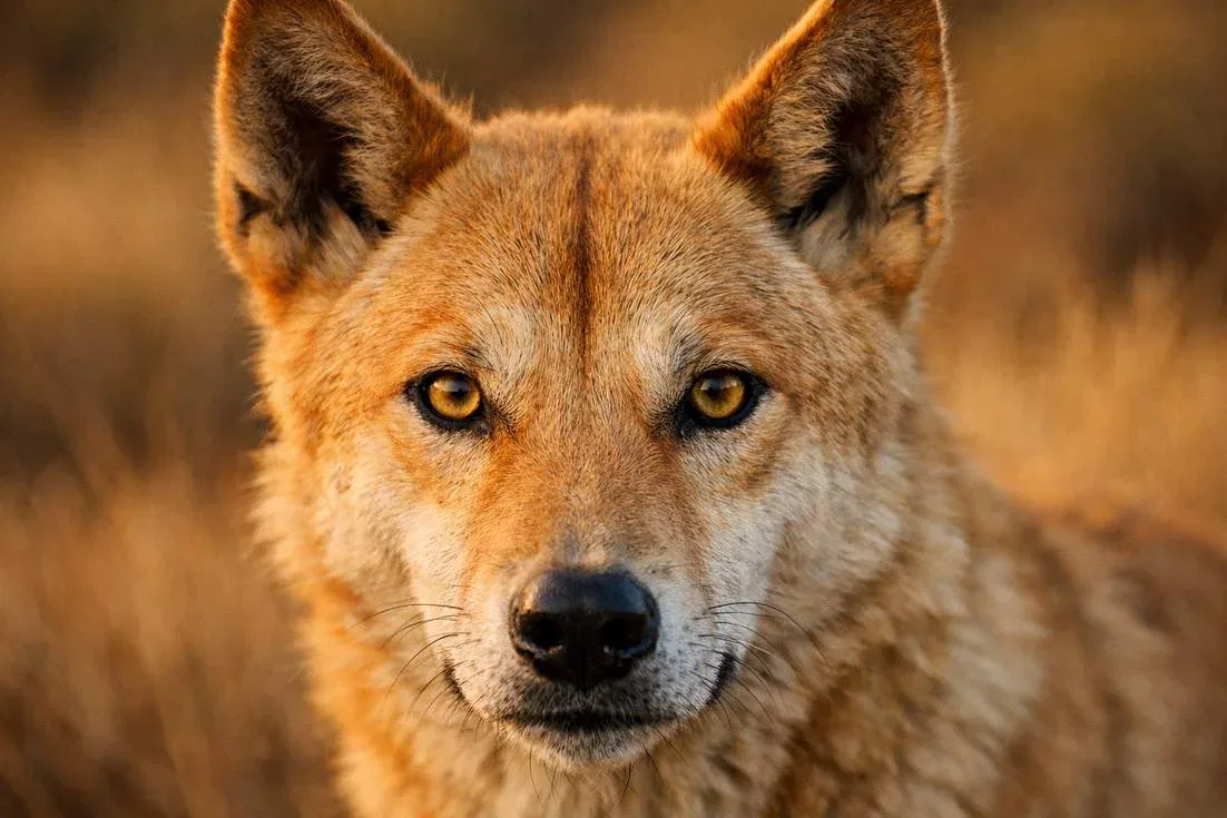 Close Up Of A Dingos Face