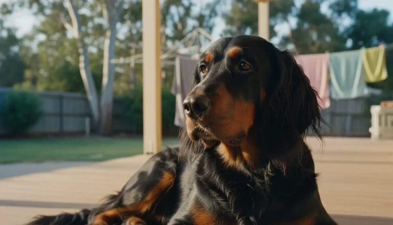 Gordon Setter Featured Closeup