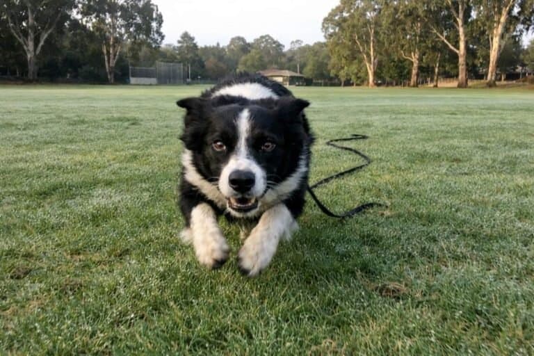 A Border Collie Running At Full Speed During Recall Training