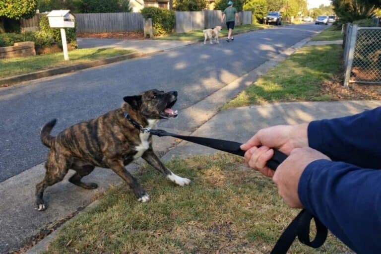 A Brindle Dog Lunging On Lead At Another Dog