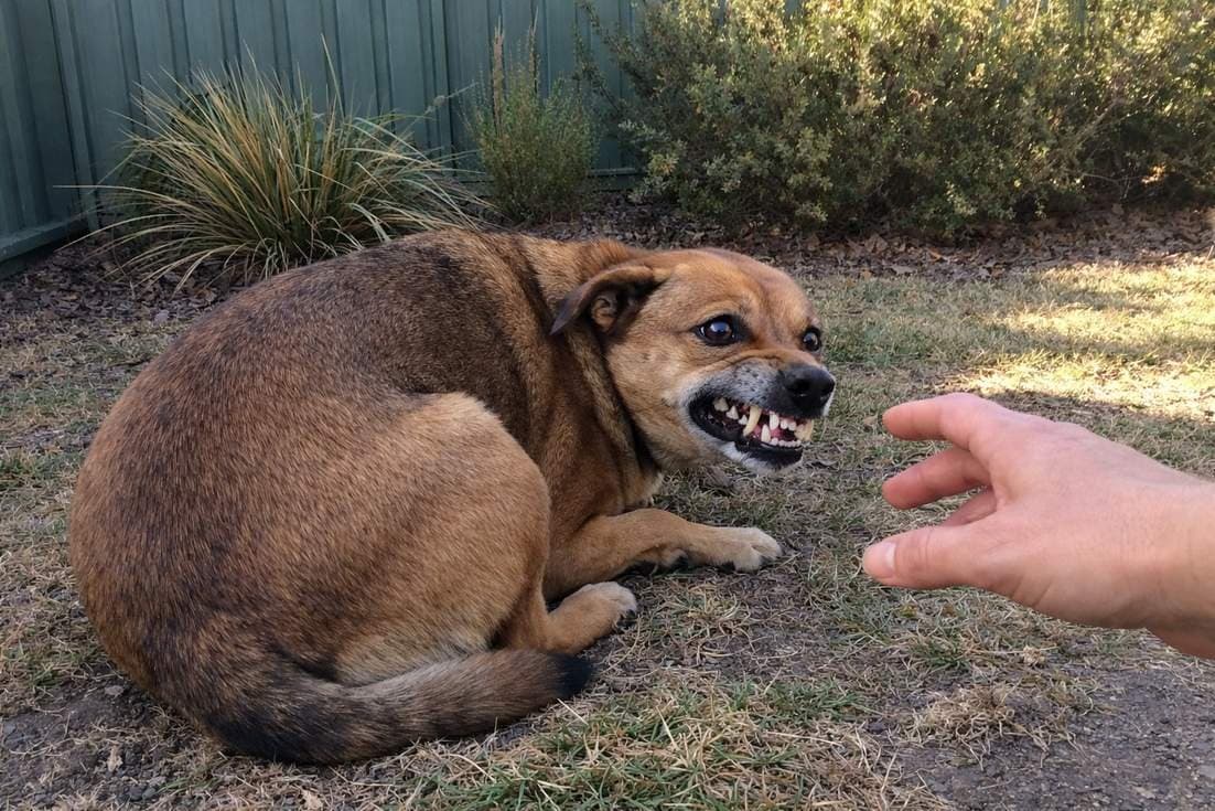 A Fearful Brown Dog Cowering And Showing Teeth Defensively At Backyard