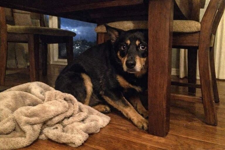 A Frightened Kelpie Hiding Under A Dining Table During A Storm In Home