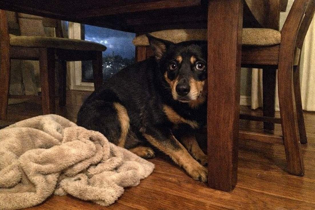 A Frightened Kelpie Hiding Under A Dining Table During A Storm In Home