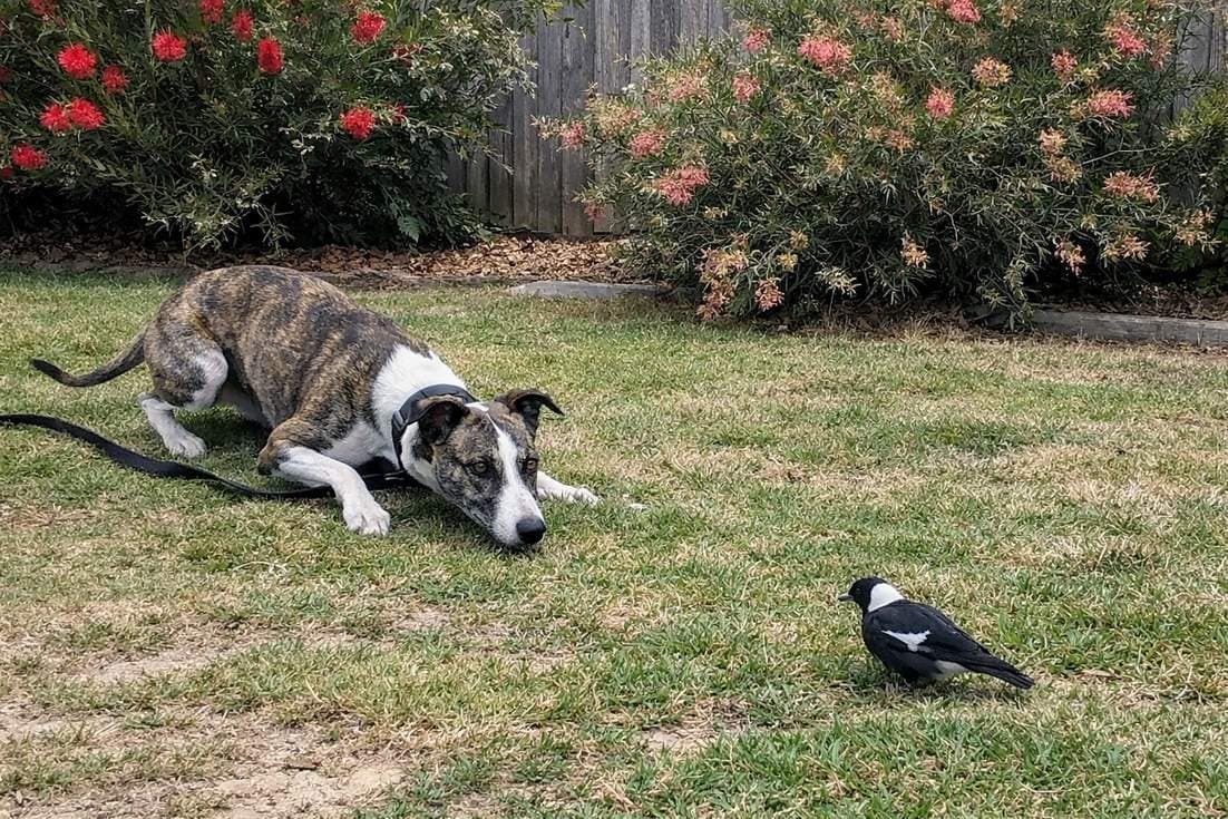 A Whippet In A Stalking Crouch Focused On A Bird In The Backyard