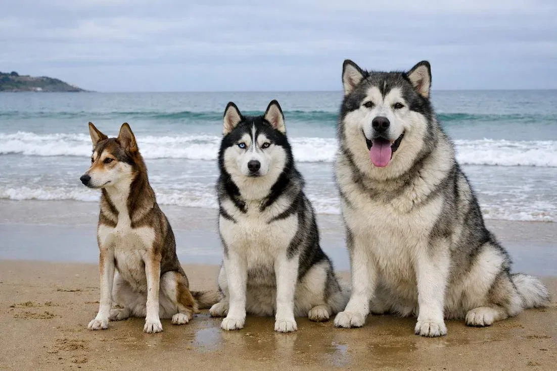 Alaskan Husky Siberian Husky And Alaskan Malamute At Beach