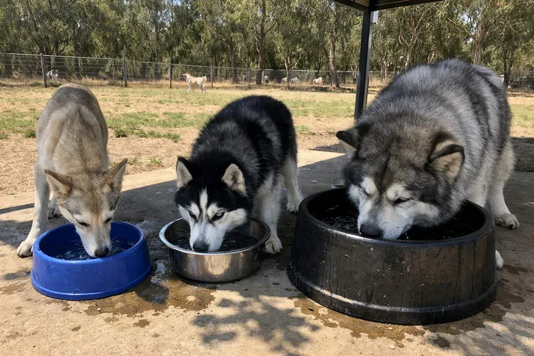 Alaskan Husky Vs Siberian Husky Vs Alaskan Malamute Drinking Water