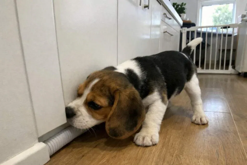 Beagle Puppy Sniffing At A Kitchen Cabinet