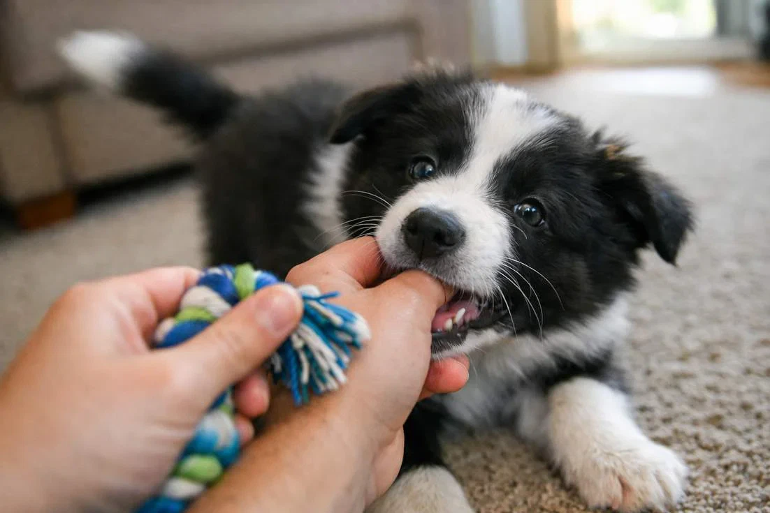 Border Collie Puppy Mouthing A Persons Hand While Being Offered A Rope Toy