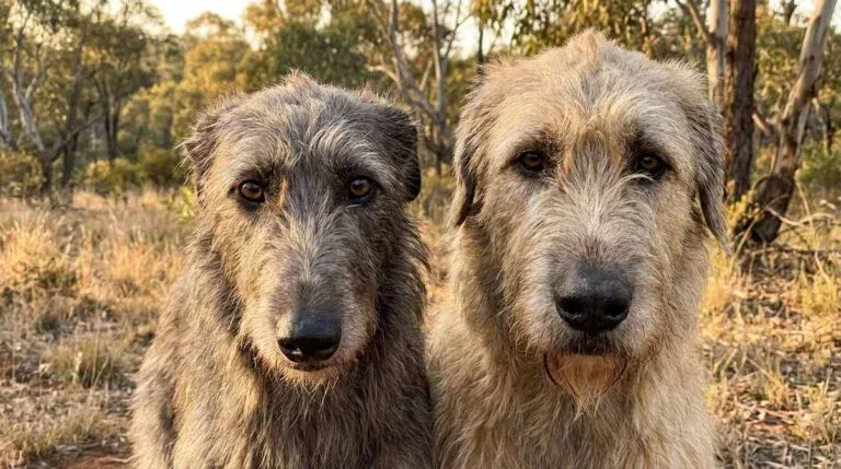 Deerhound vs Irish Wolfhound: Two Ancient Giants 1 Deerhound With Irish Wolfhound