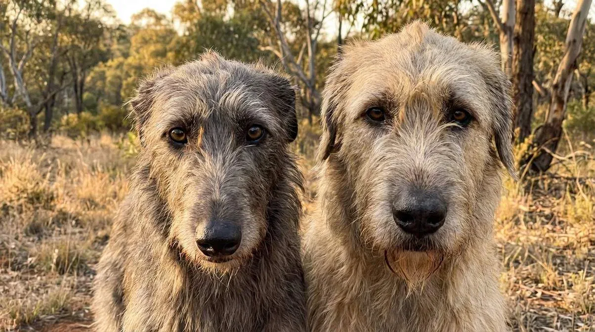 Deerhound With Irish Wolfhound