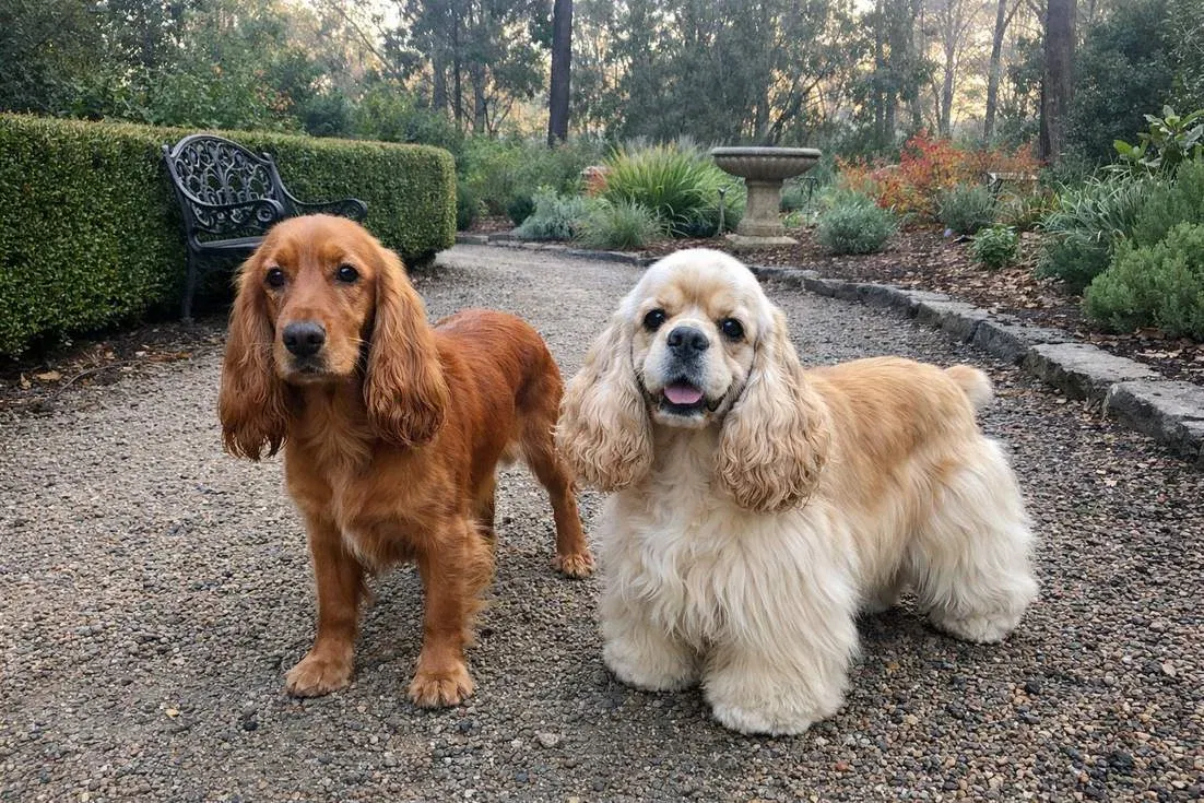 english-cocker-spaniel-and-american-cocker-spaniel-standing English Cocker Spaniel And American Cocker Spaniel Standing