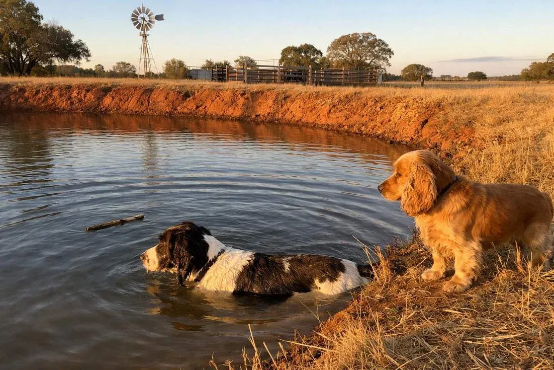 english-springer-spaniel-and-cocker-spaniel-near-lake English Springer Spaniel And Cocker Spaniel Near Lake