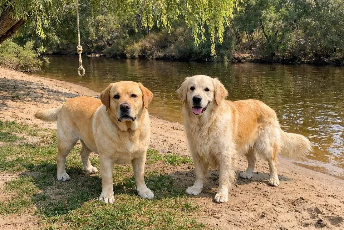 golden-lab-and-golden-retriever-standing Golden Lab And Golden Retriever Standing
