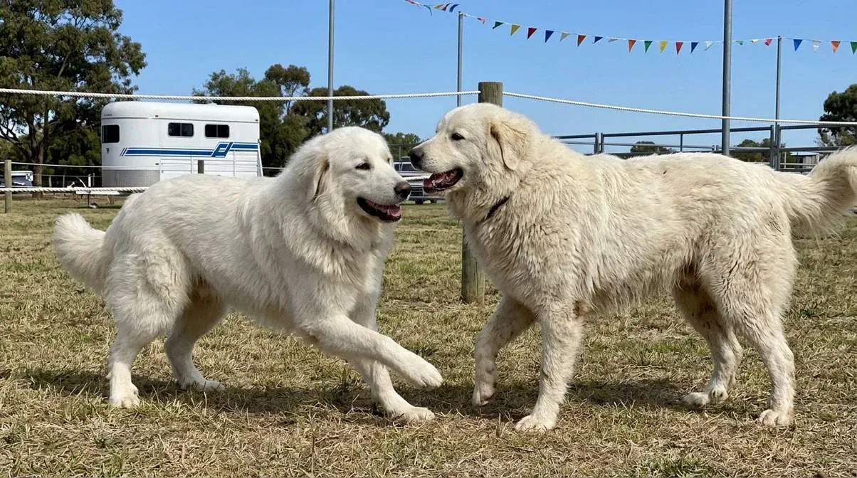 great-pyrenees-and-maremma-sheepdog-playing Great Pyrenees And Maremma Sheepdog Playing