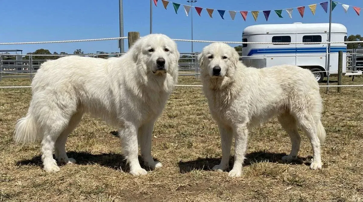 great-pyrenees-and-maremma-sheepdog-standing Great Pyrenees And Maremma Sheepdog Standing