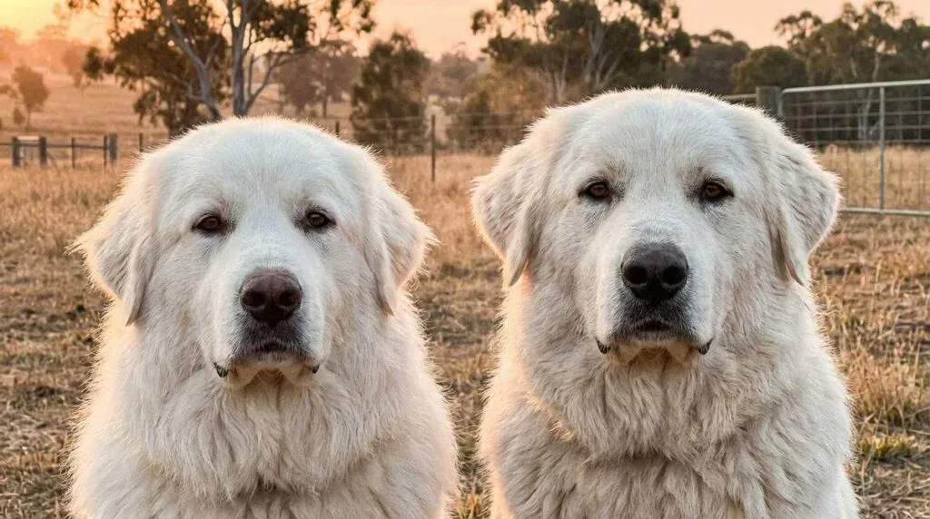 Home 2 Great Pyrenees Vs Maremma Sheepdog