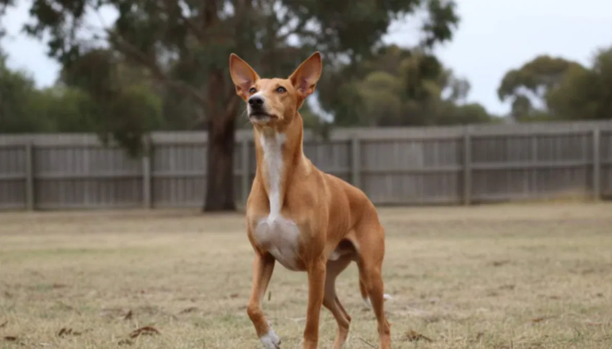 Ibizan Hound Training Sit