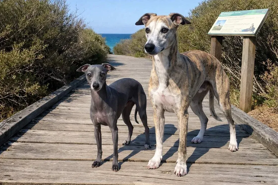 Italian Greyhound And Whippet Standing