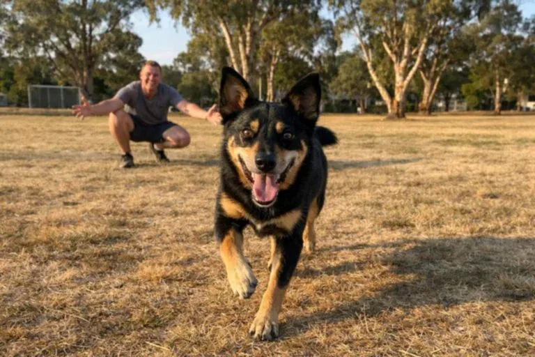 Kelpie Running Toward Its Owner Across A Park During Recall Training