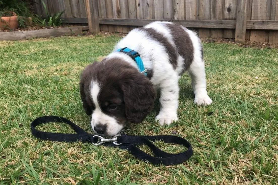 Spaniel Puppy Wearing A New Collar And Sniffing A Leash