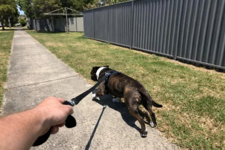 Staffy Pulling On The Leash Past A Typical Australian Suburban Footpath