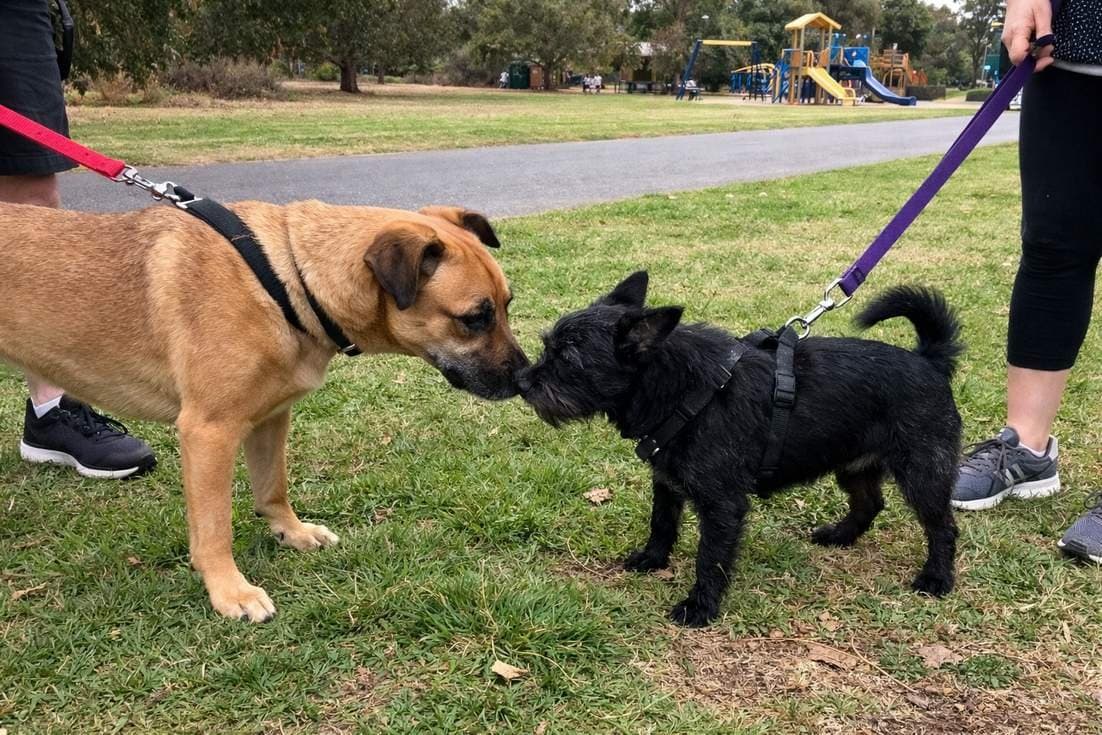 Two Dogs On Leads Meeting Cautiously For The First Time At Park