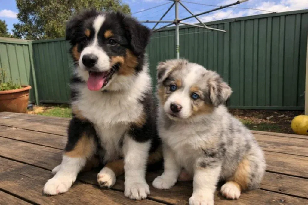 Two Puppies Of Different Ages Sitting Together At Backyard Deck