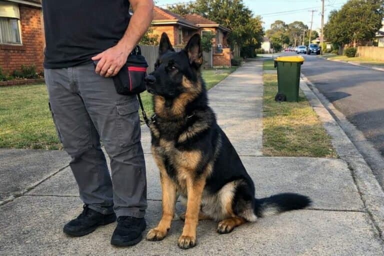 A German Shepherd Walking In A Precise Heel Position Beside Its Owner