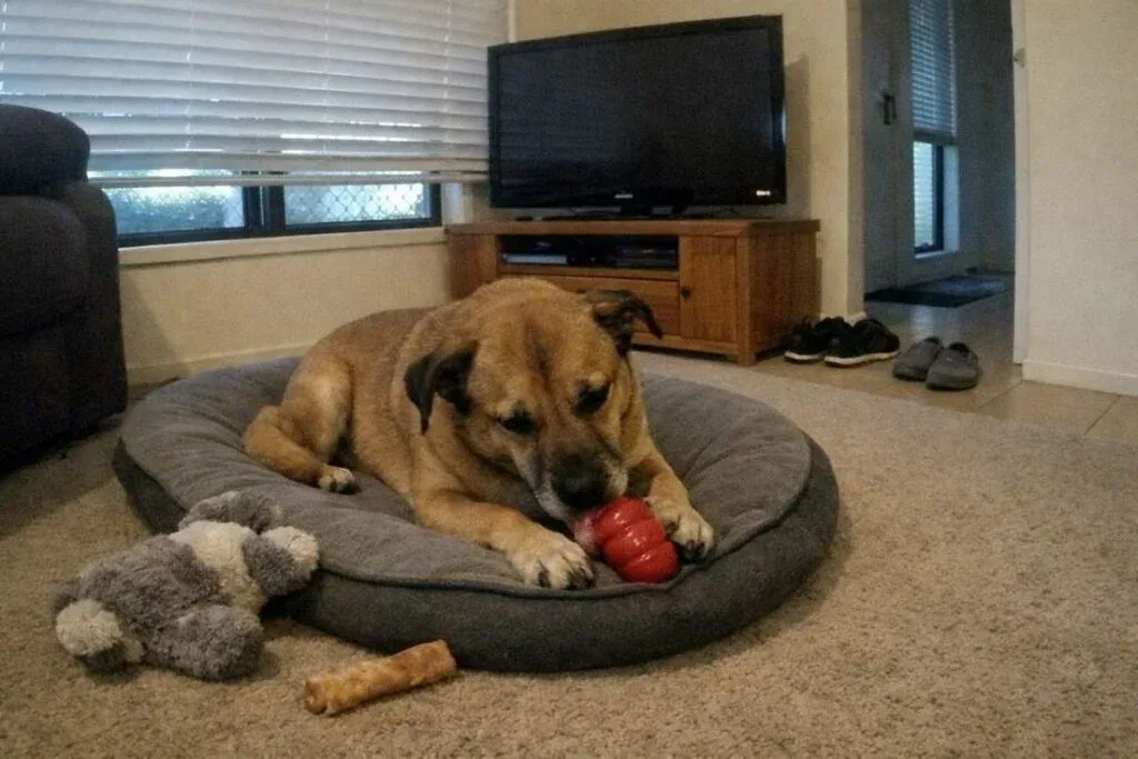 A Tan Dog Calmly Licking A Frozen Kong On Its Bed Alone