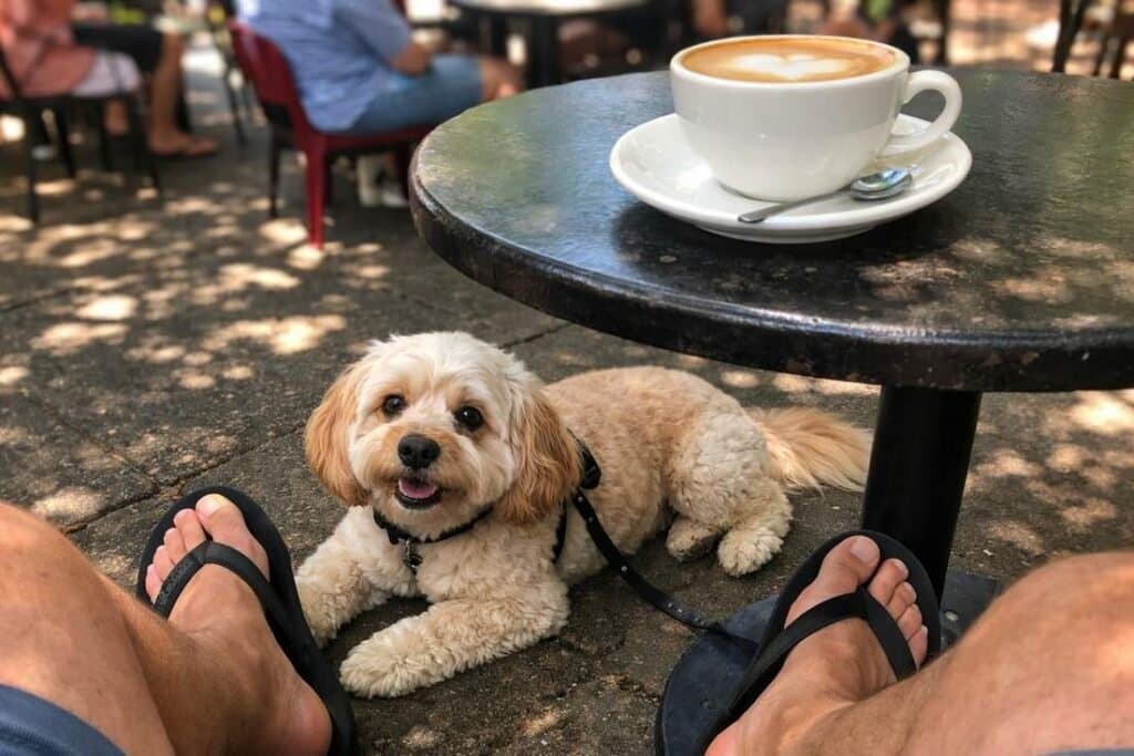 Dog Lying Calmly Under A Cafe Table While Owner Enjoys Coffee