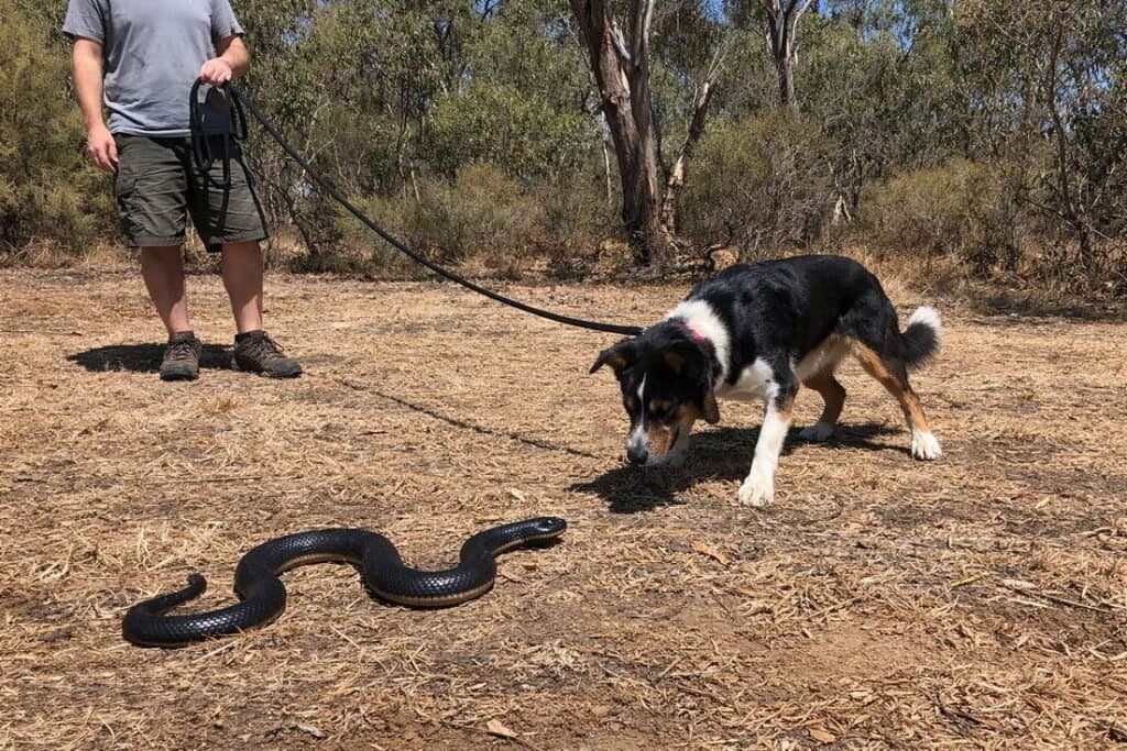 Home 1 Dog On A Long Lead Cautiously Investigating A Training Snake Prop