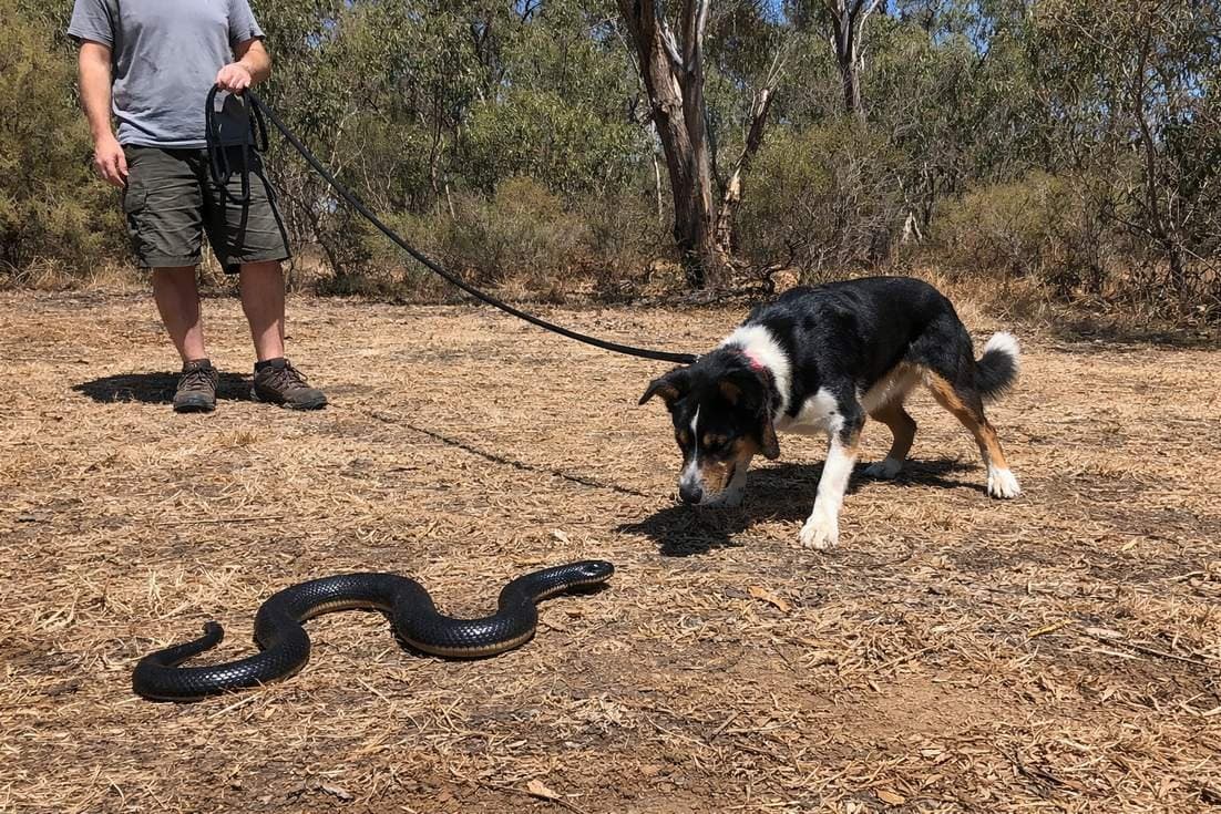 Dog On A Long Lead Cautiously Investigating A Training Snake Prop
