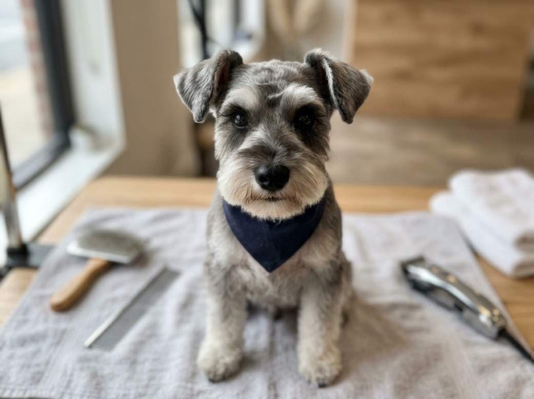 Dog Surrounded By Grooming Tools