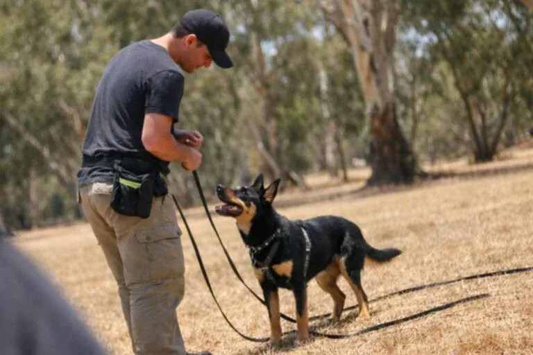 Dog Trainer Working With A Kelpie On A Lead In Park