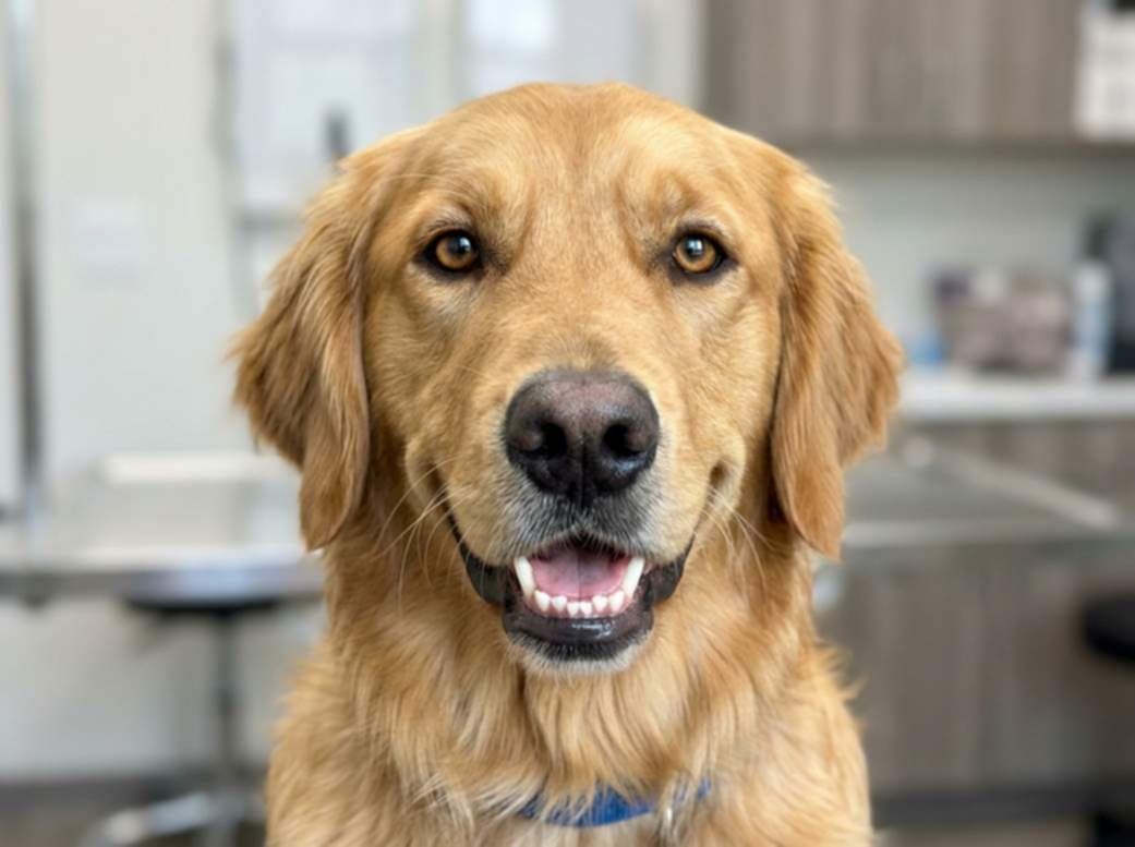 Dog With Clean Teeth