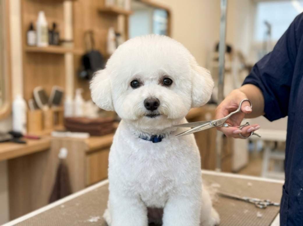 Dog With Stylish Haircut