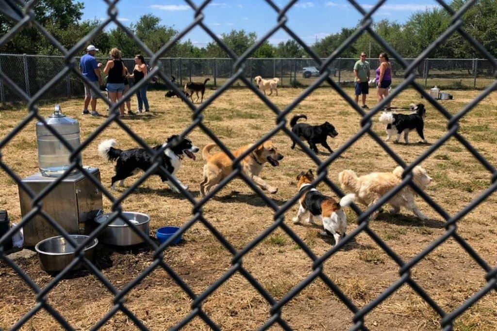 Dogs Playing Off Lead In A Fenced Dog Park