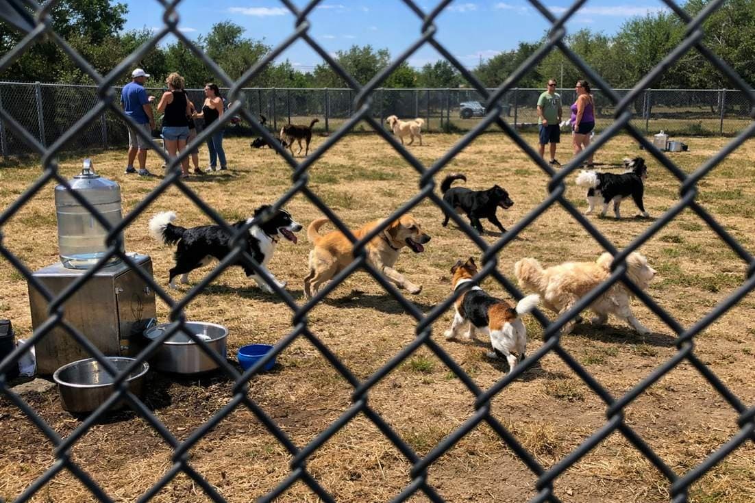Dogs Playing Off Lead In A Fenced Dog Park