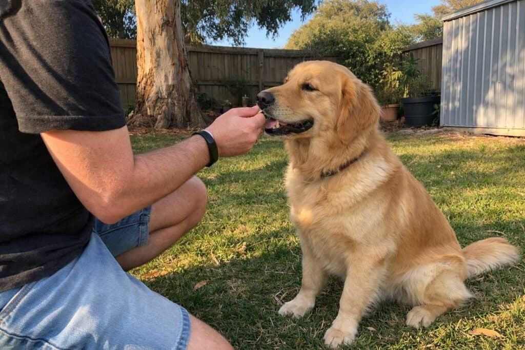 Home 2 Man rewarding a dog with a treat