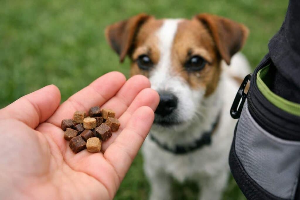 Home 2 Owener Holding Small Training Treats With An Eager Jack Russell