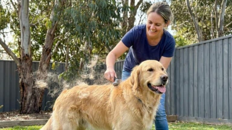 Dog Shedding Season in Australia: What to Expect and How to Cope 1 Pet Owner Brushing Her Dog