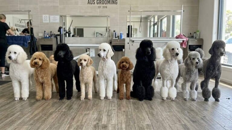 Poodle Haircut Styles: 10 Cuts (with Pictures) 1 Poodles With Different Haircuts Styles